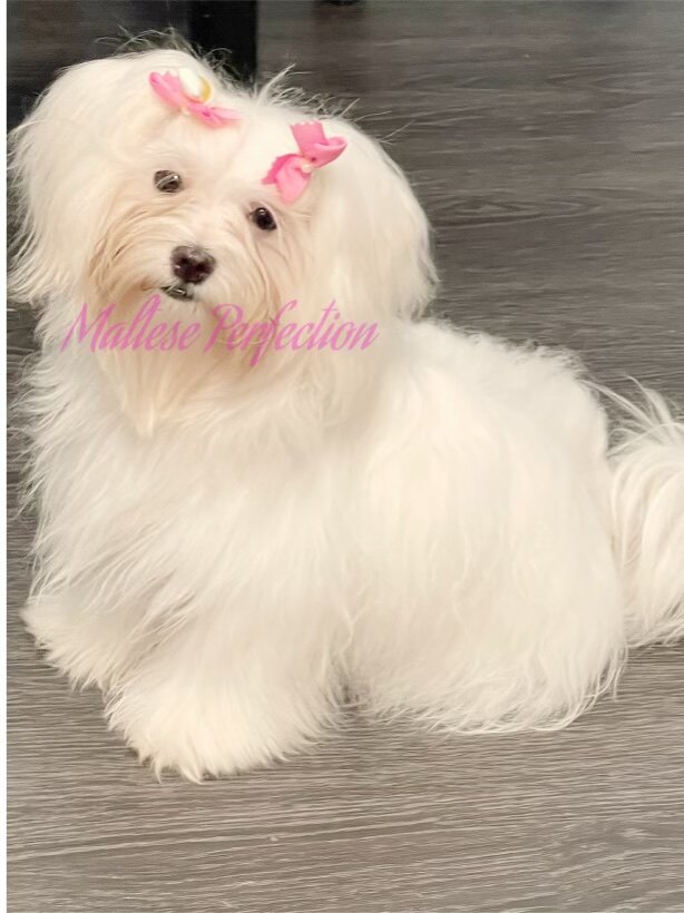 https://www.toypoodleandmalteseperfection.com/pb/content/images/xlarge/87.jpeg