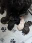 Queenie’s litter