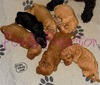 Lily’s lovely litter 5 girls 1 boy